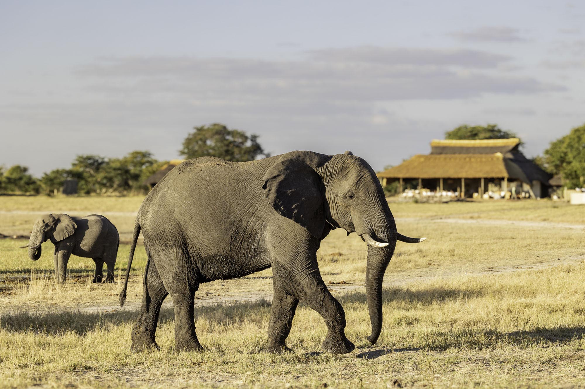 Camp Hwange en Hwange