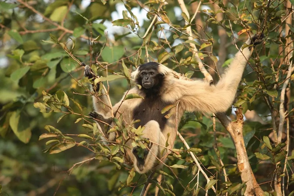 Gibbon 1920x1281 1
