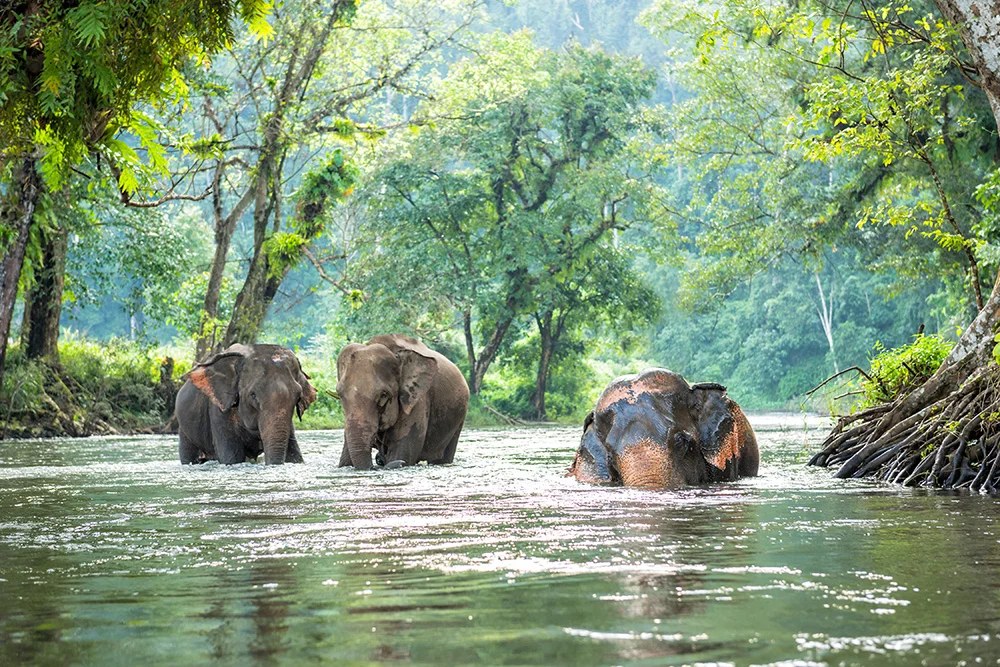 Travel ivory free during the mid autumn festival