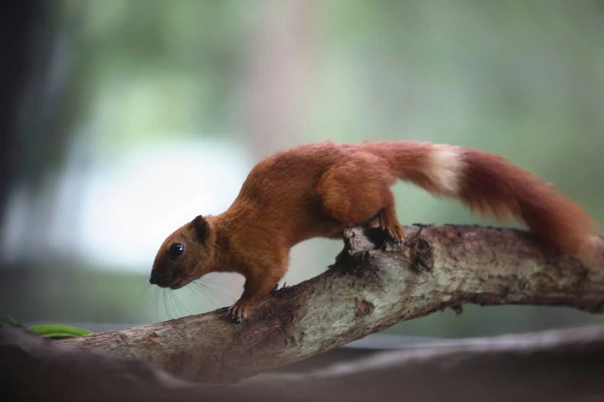 Variable squirrel red