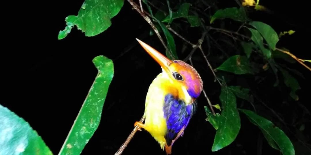 Oriental dwarf kingfisher 1