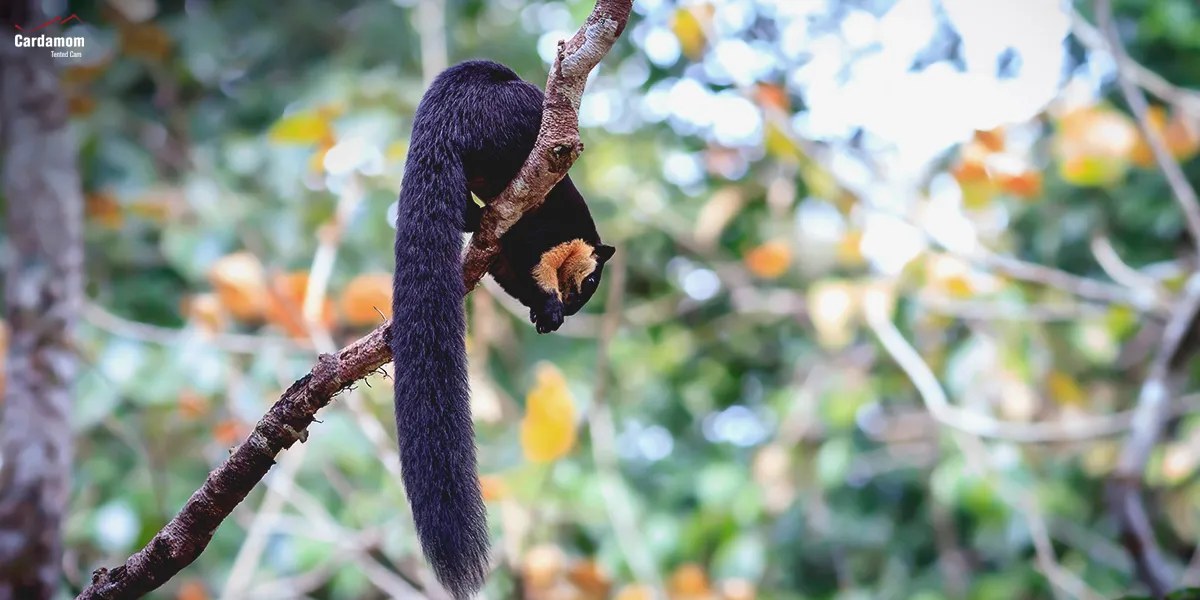 1 black giant squirrel