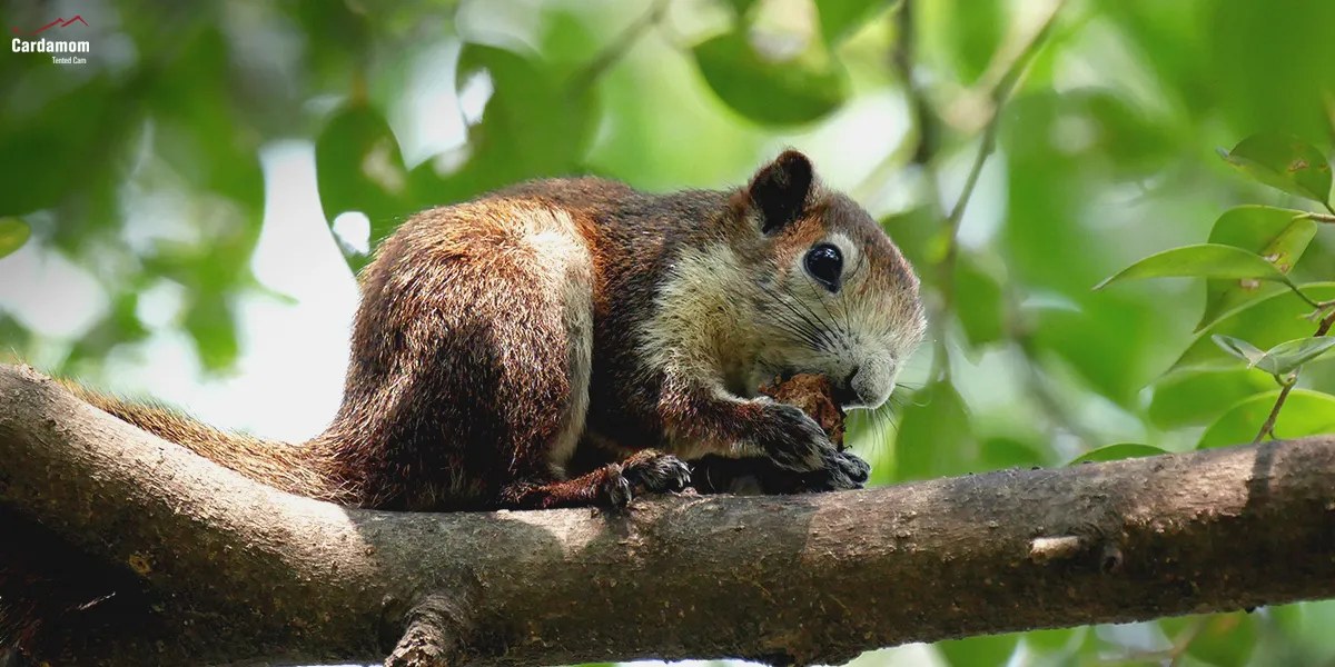 2 variable squirrel