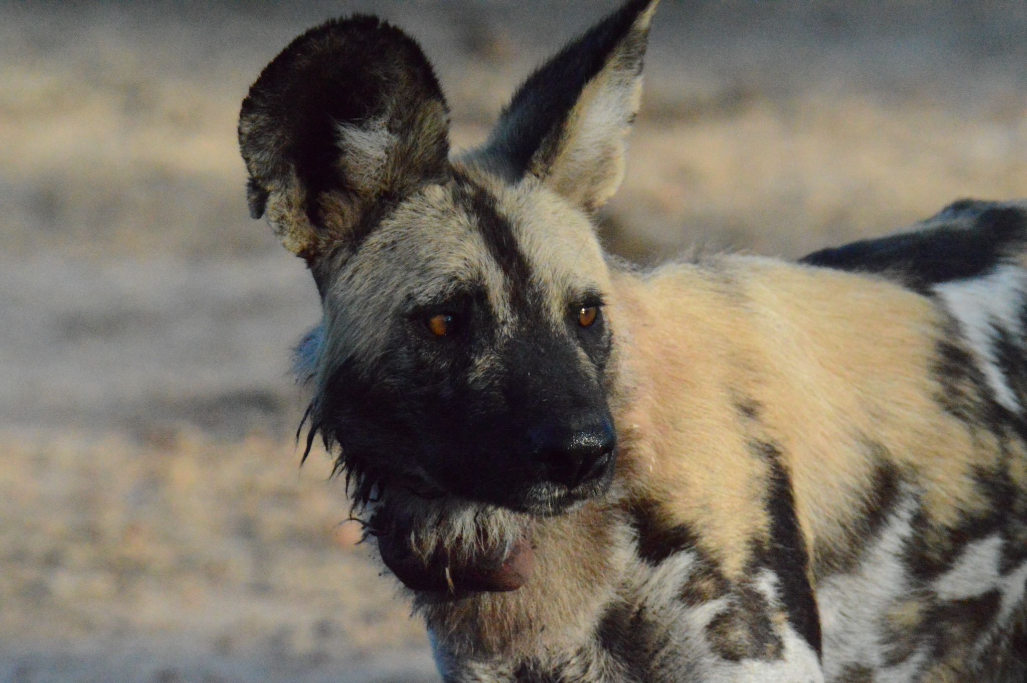Carmine's River Lodge en Luangwa Valley