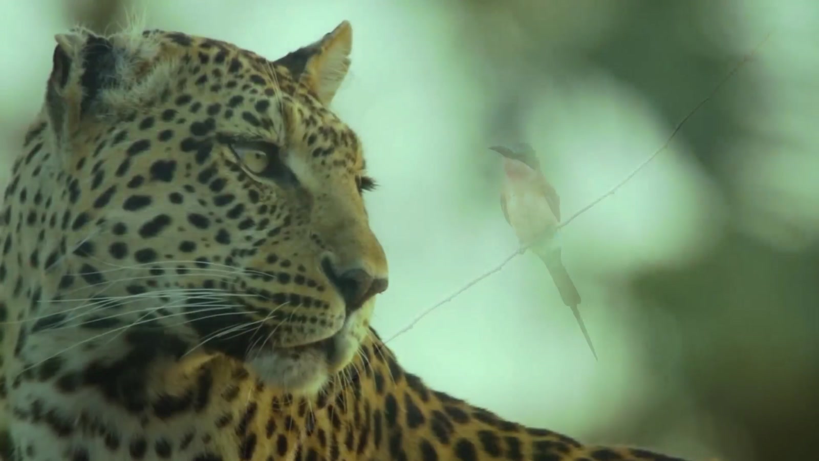 Carmine's River Lodge en Luangwa Valley