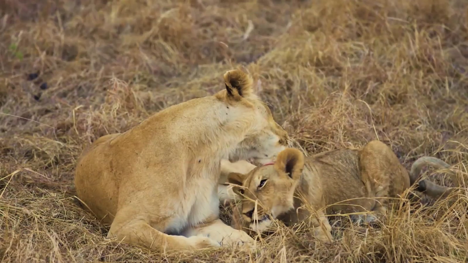Carmine's River Lodge en Luangwa Valley