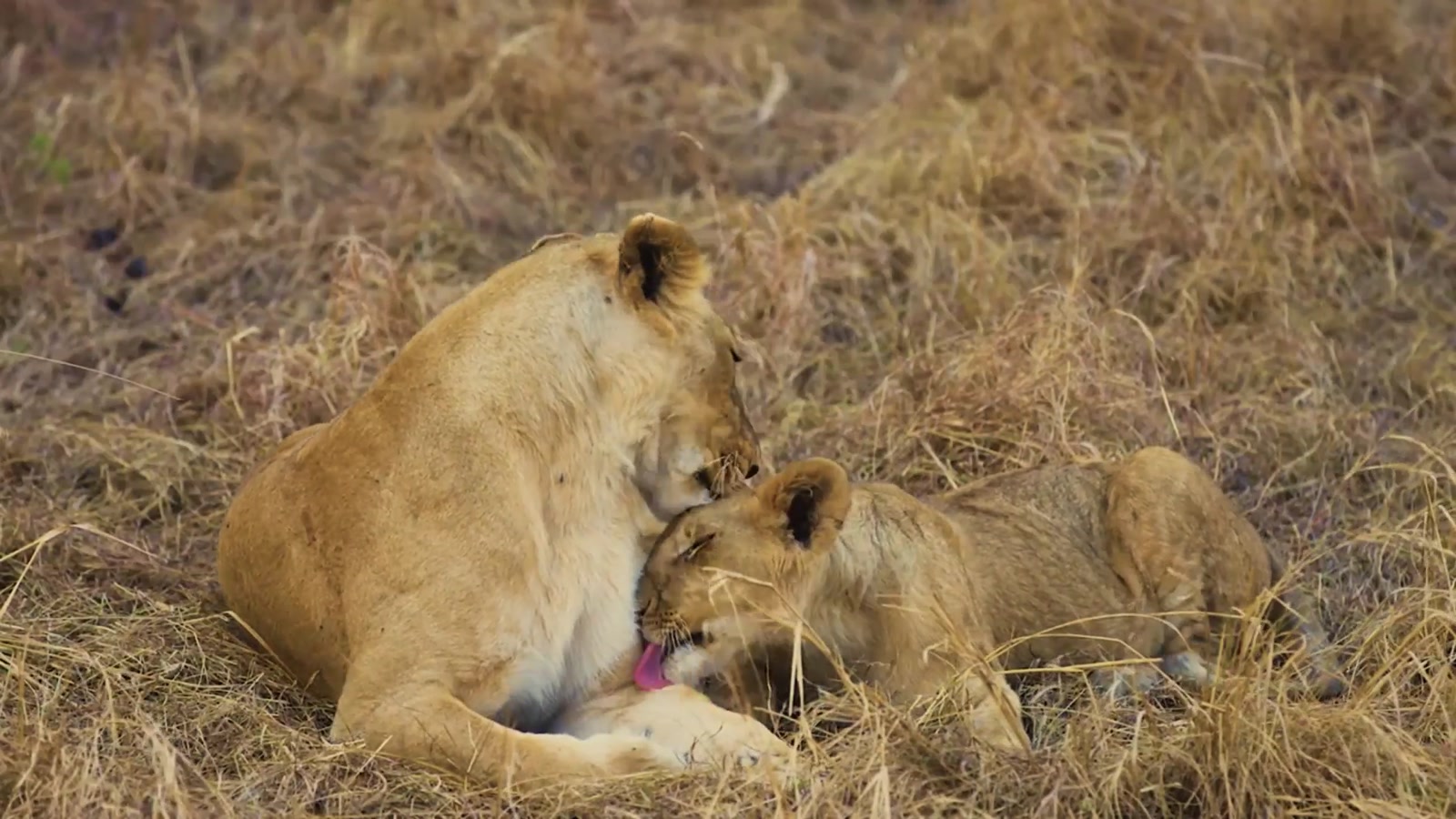 Carmine's River Lodge en Luangwa Valley