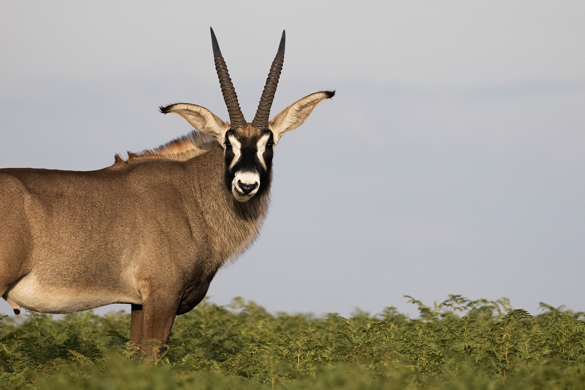 Parque Nacional de Nyika | LAT.40
