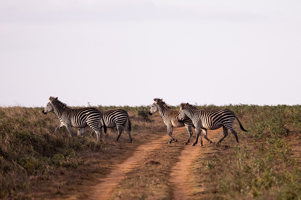 Chelinda Lodge en Parque Nacional de Nyika