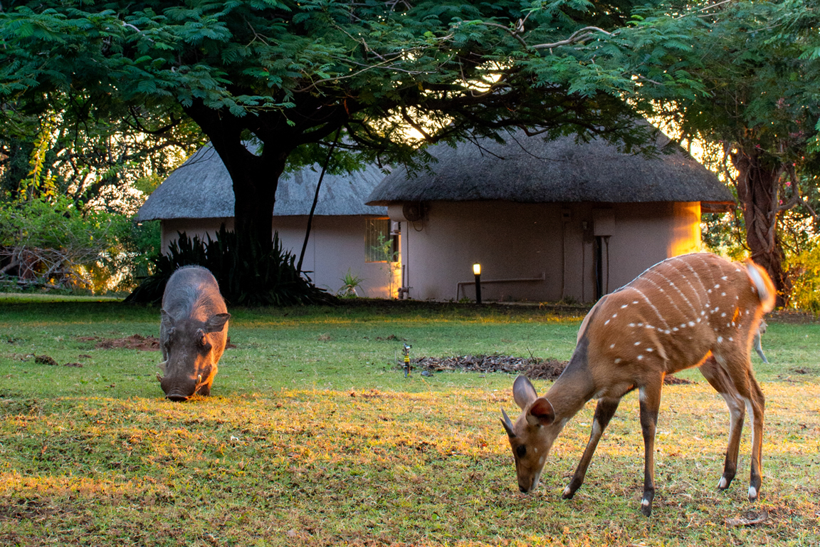 Chobe Bush Lodge en Chobe