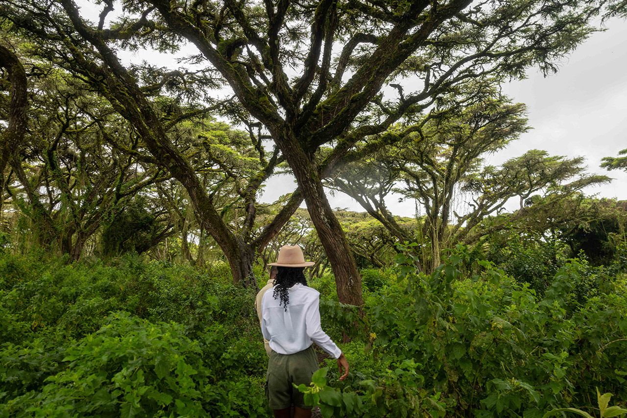 The wilderness collection experiences nature walks