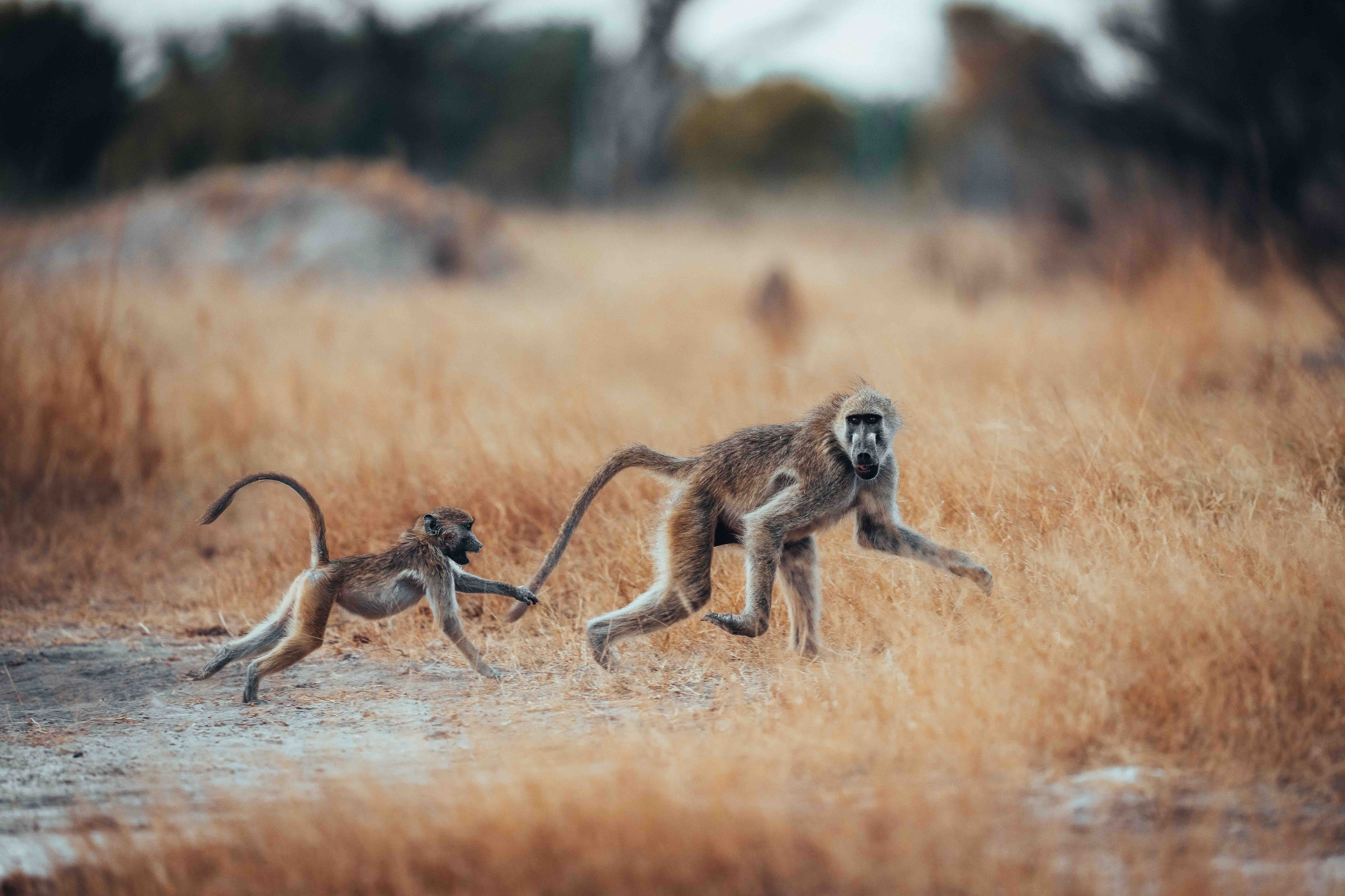 Davison's Camp en Hwange