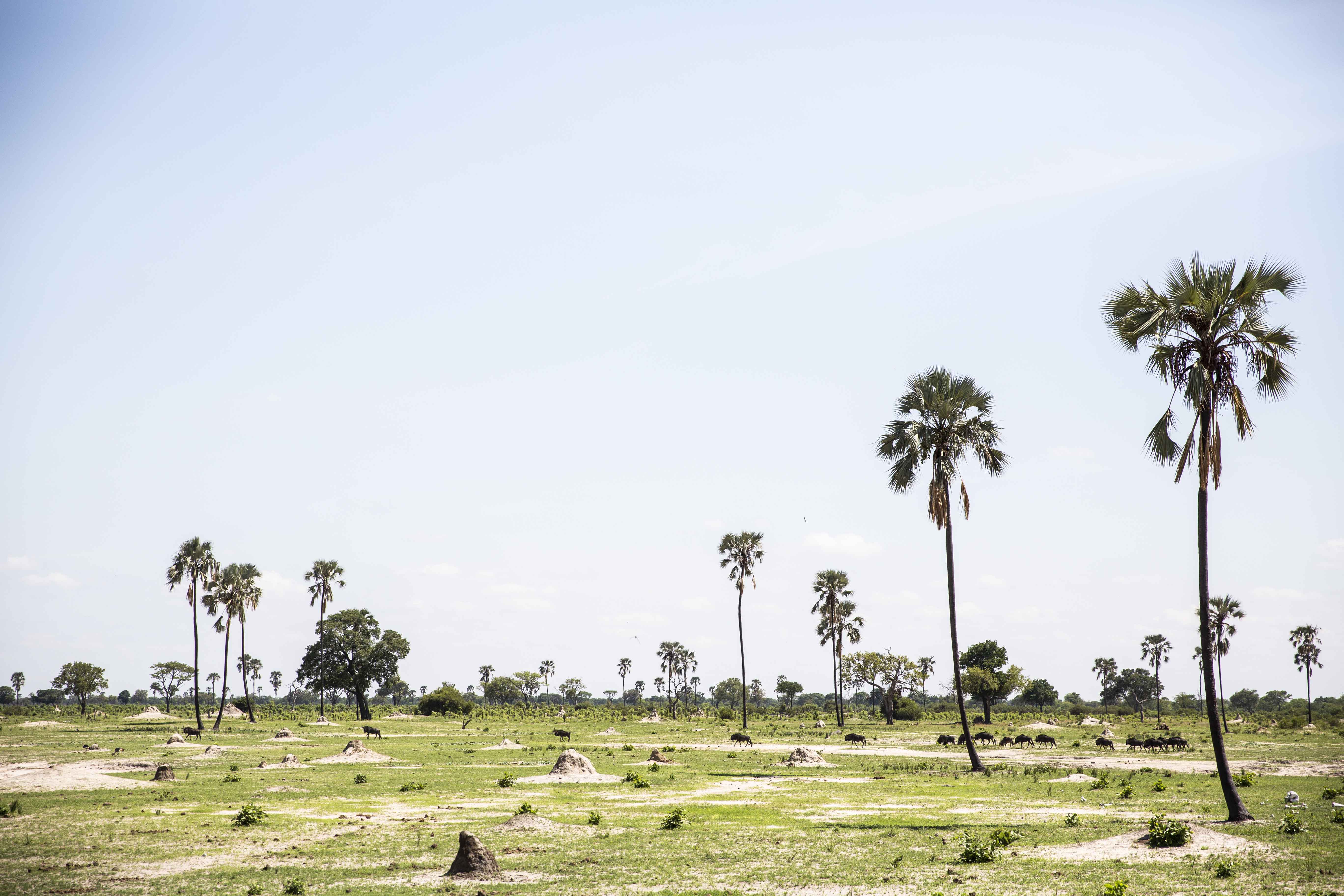 Davison's Camp en Hwange