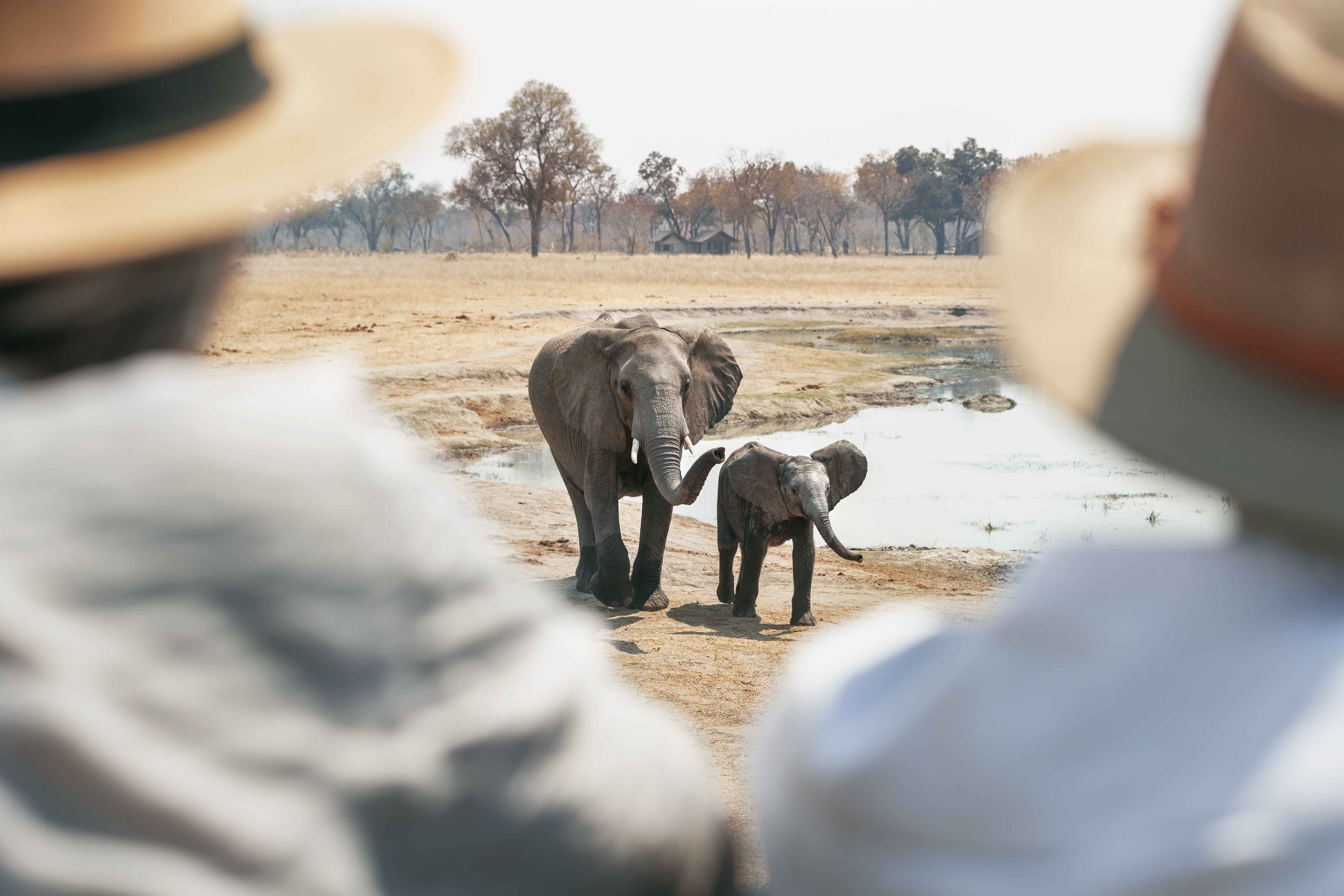 Davison's Camp en Hwange