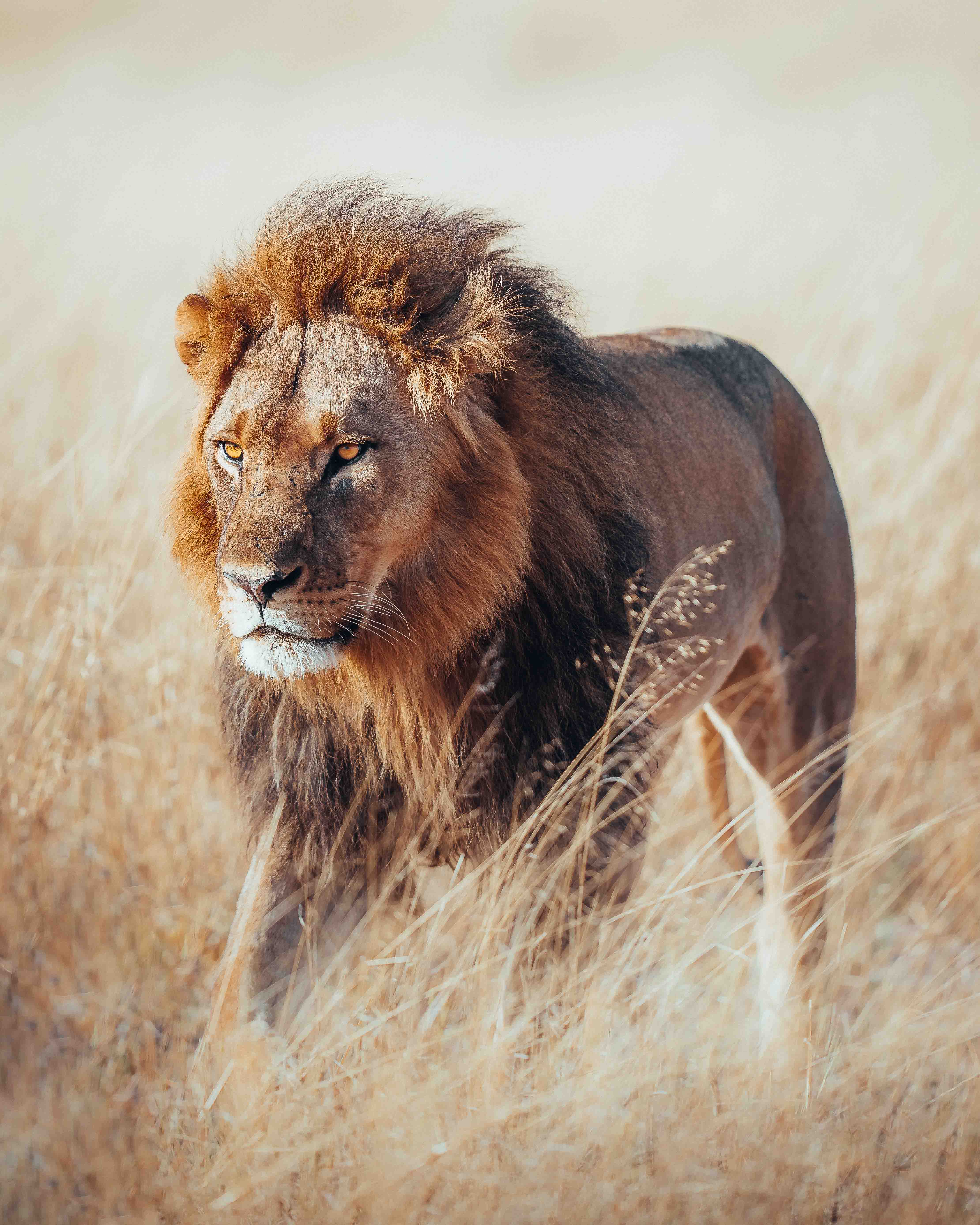 Davison's Camp en Hwange