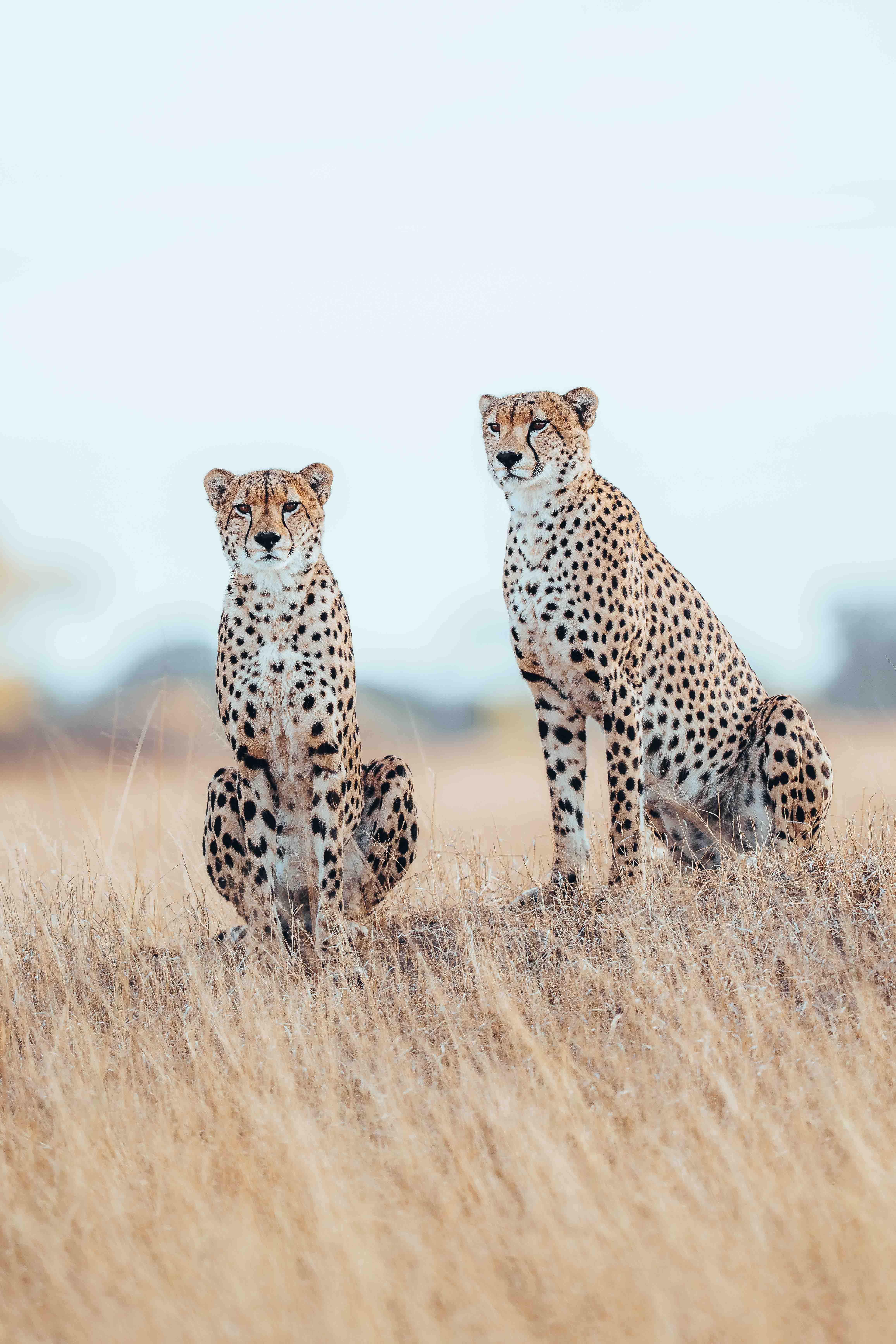 Davison's Camp en Hwange