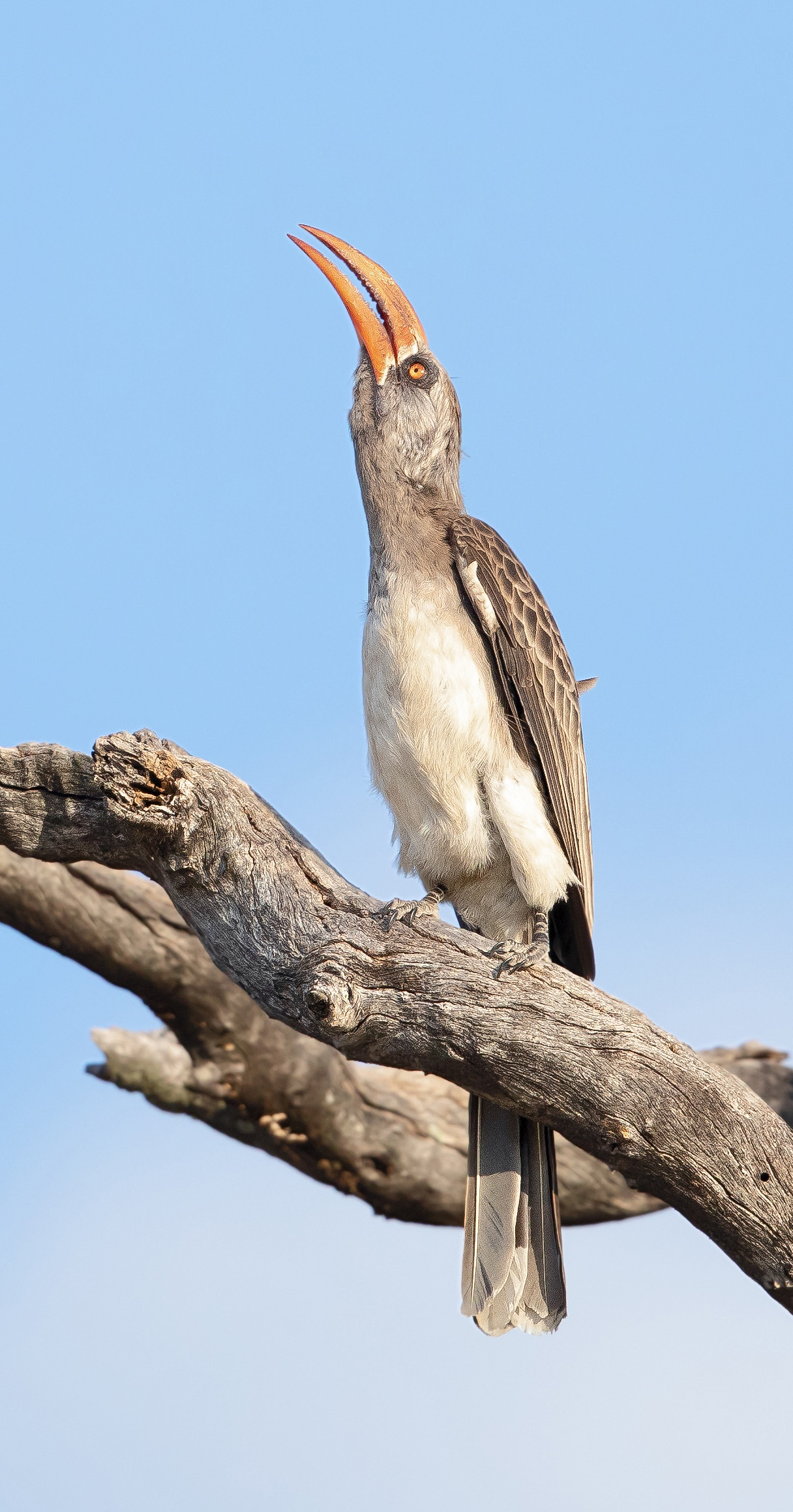 Davison's Camp en Hwange