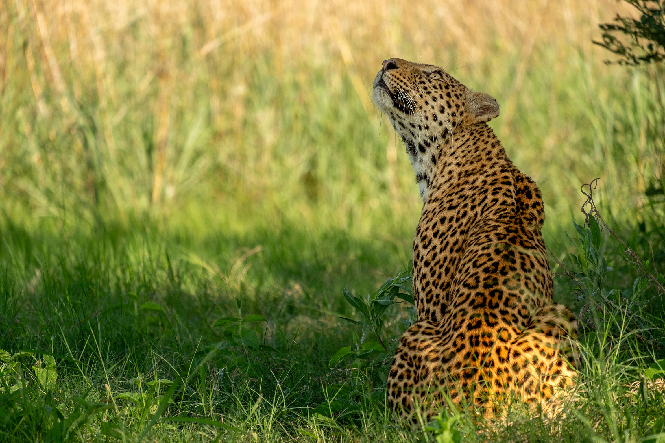Great plains conservation duba explorers camp leopard