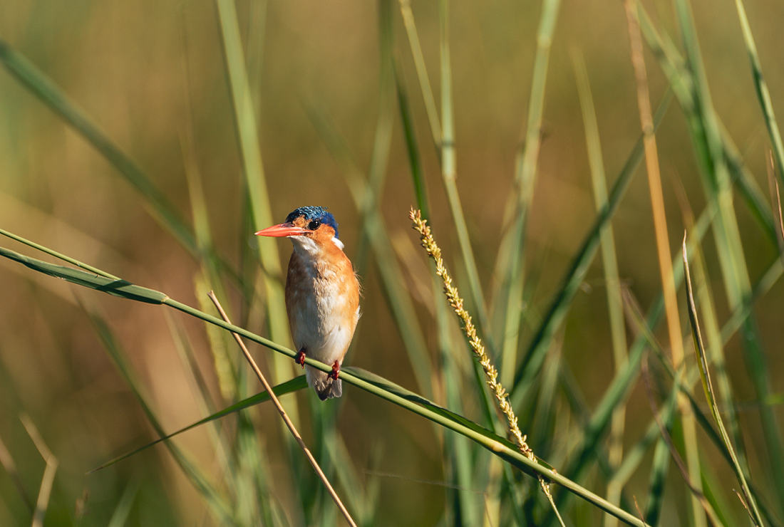 Mulitpurpose 1100x740 0000 bots dukes east jemma wild l4 kingfisher1