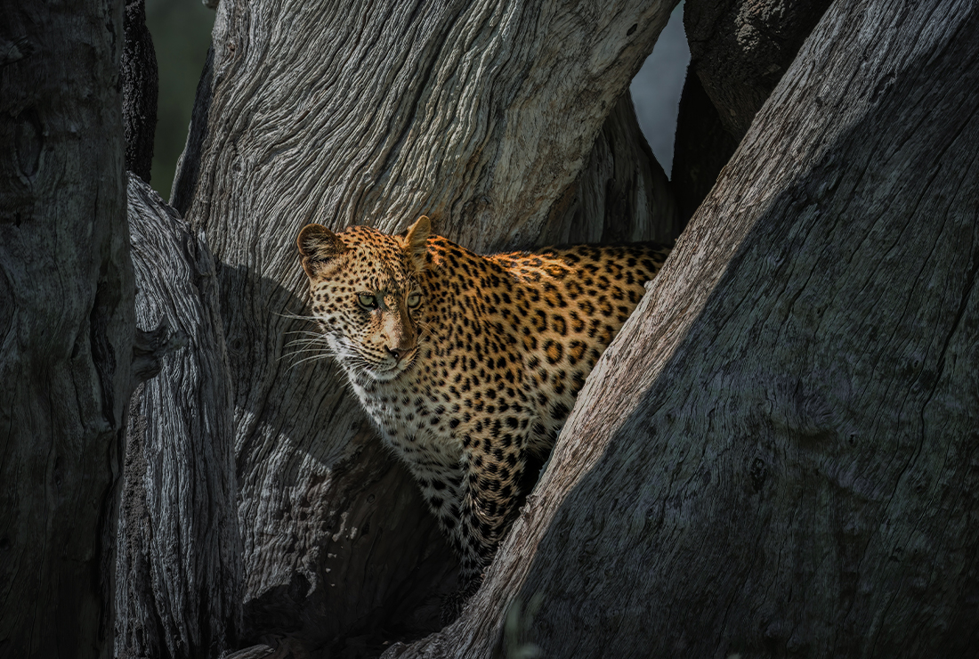 Mulitpurpose 1100x740 0006 bots dukes east jack swynnerton l2 leopard1