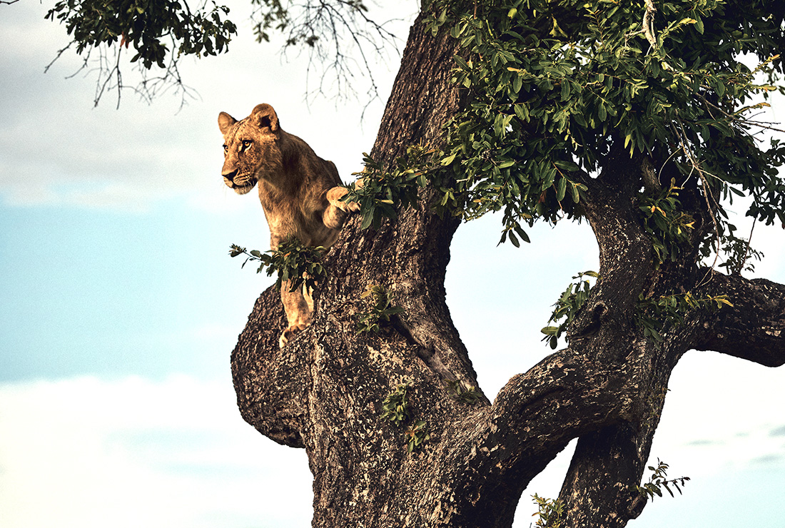 Mulitpurpose 1100x740 lion