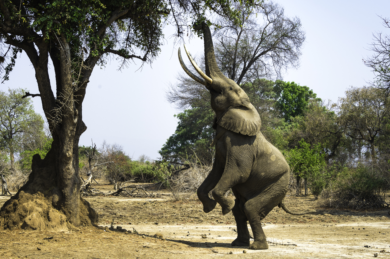 Goliath Camp en Mana Pools