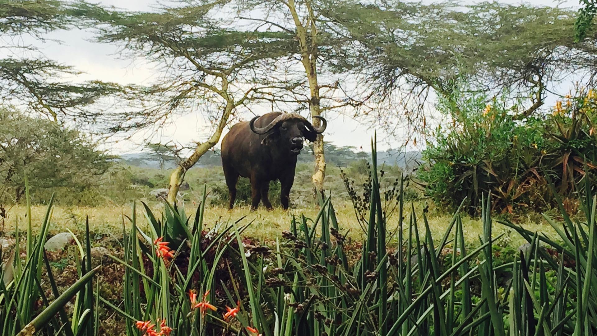 Jg buffalo hatari