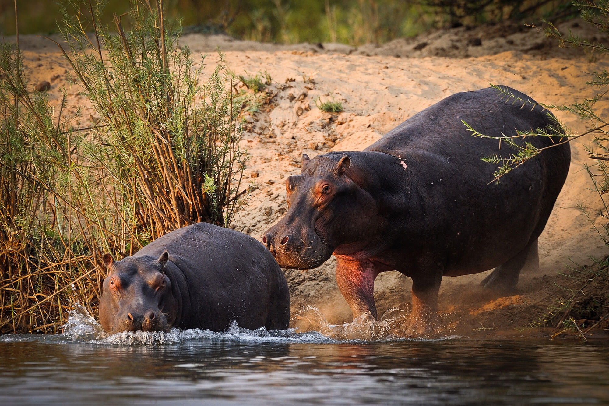 Hippo Lodge en Kafue