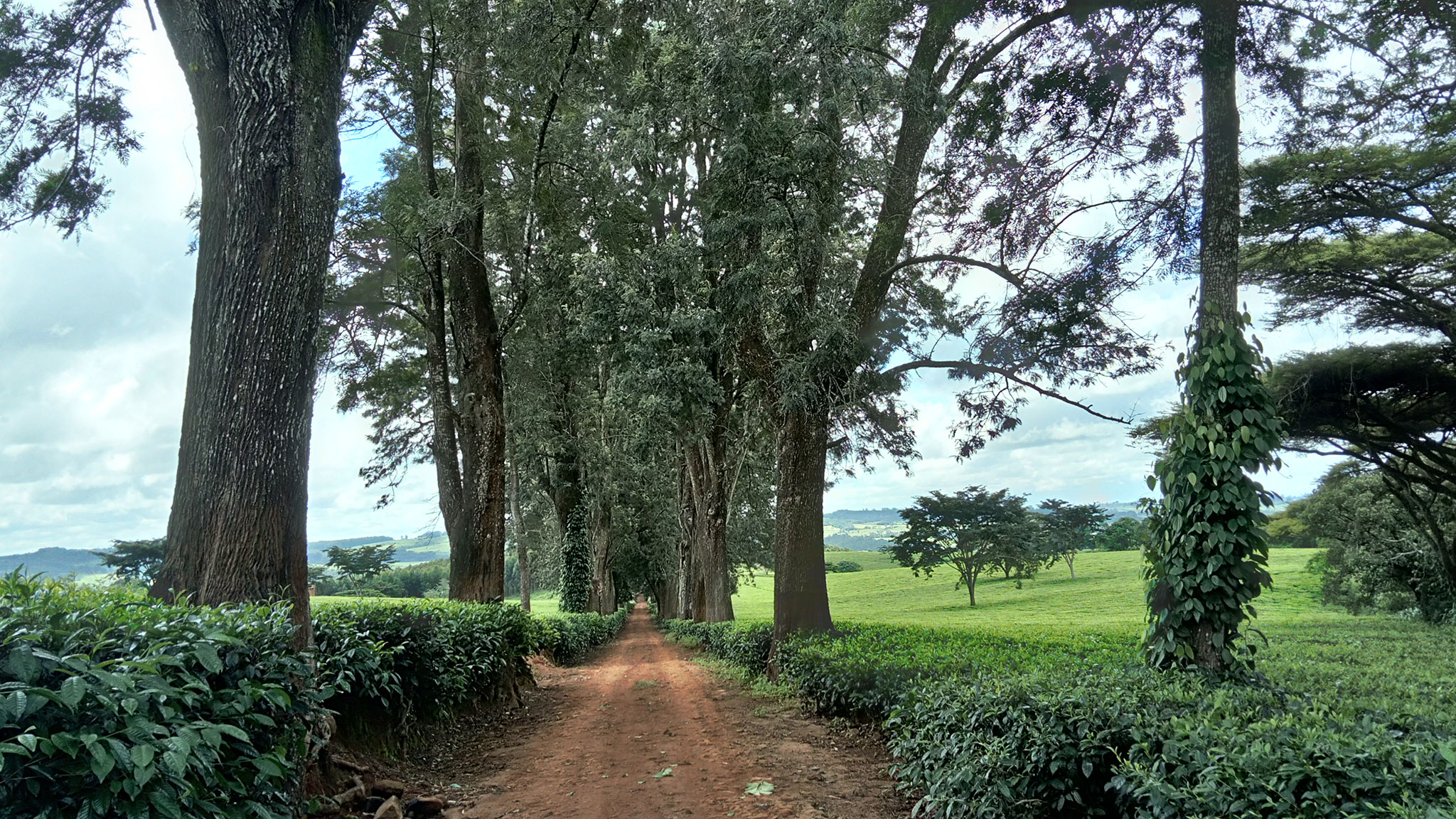 Huntingdon House en Satemwa Tea Estate