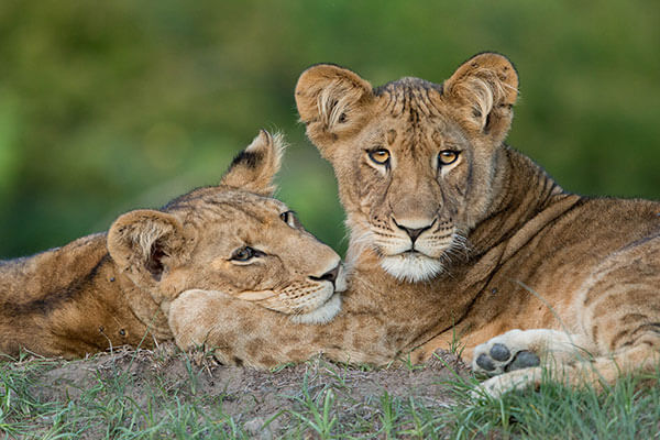 Ila Safari Lodge by Green Safaris en Kafue