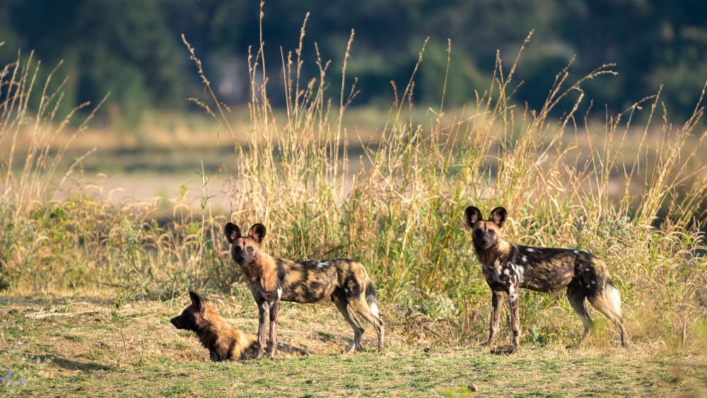 John's Camp en Mana Pools
