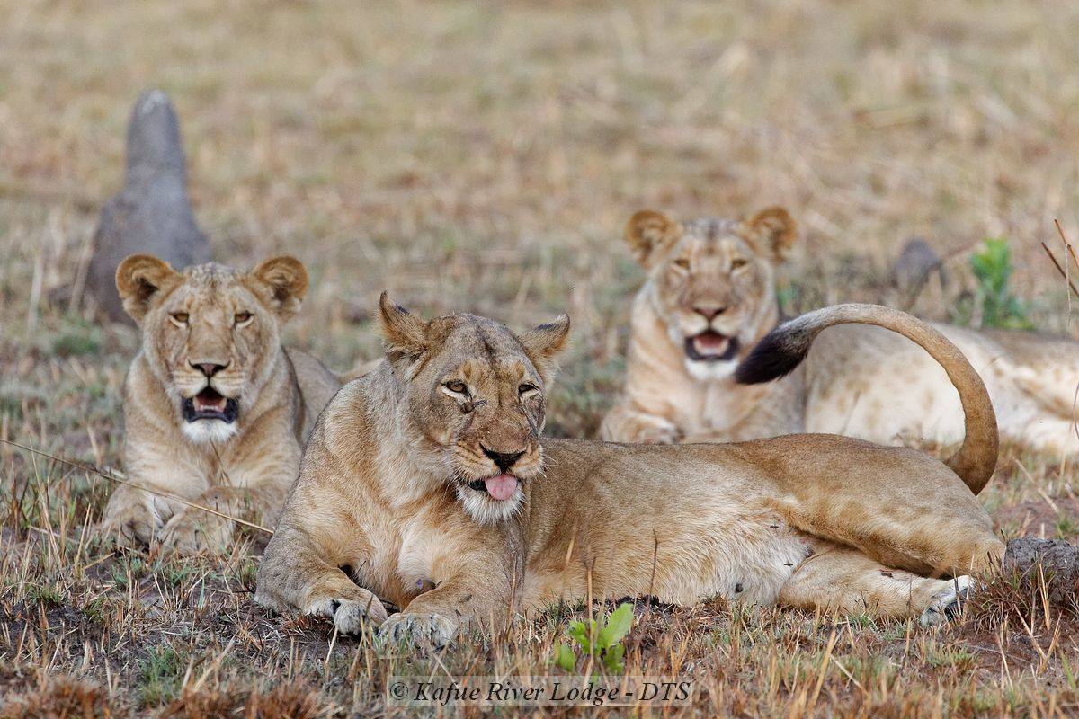 Kafue River Lodge en Kafue
