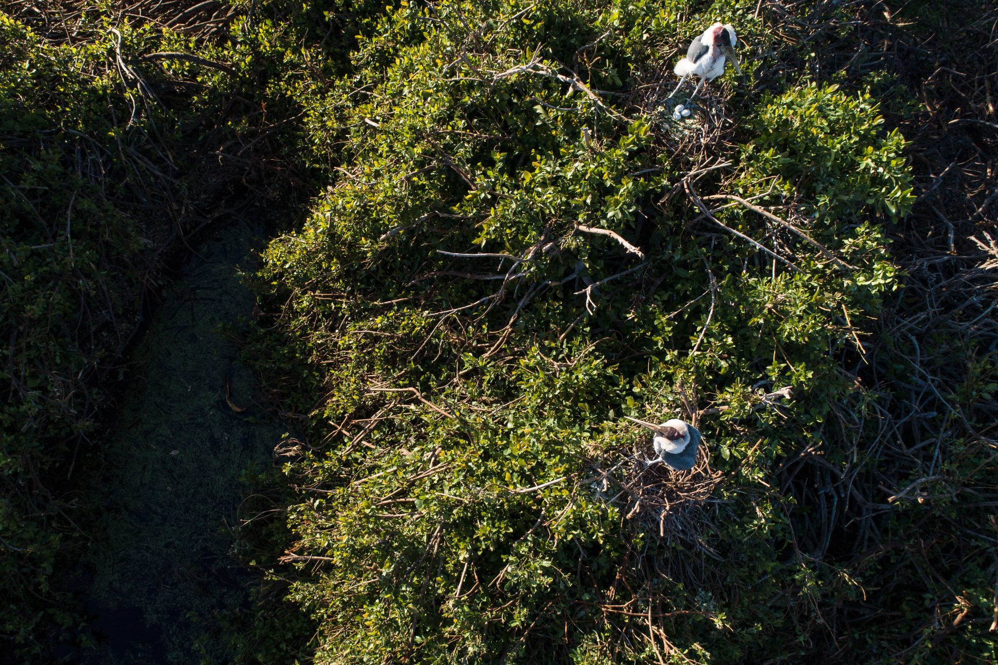 Kan nov19 heronry 25