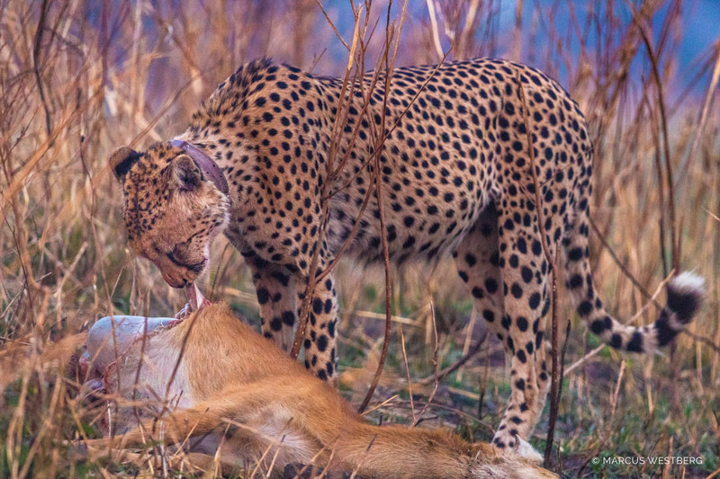 Kasonso Busanga Camp en Busanga Plains