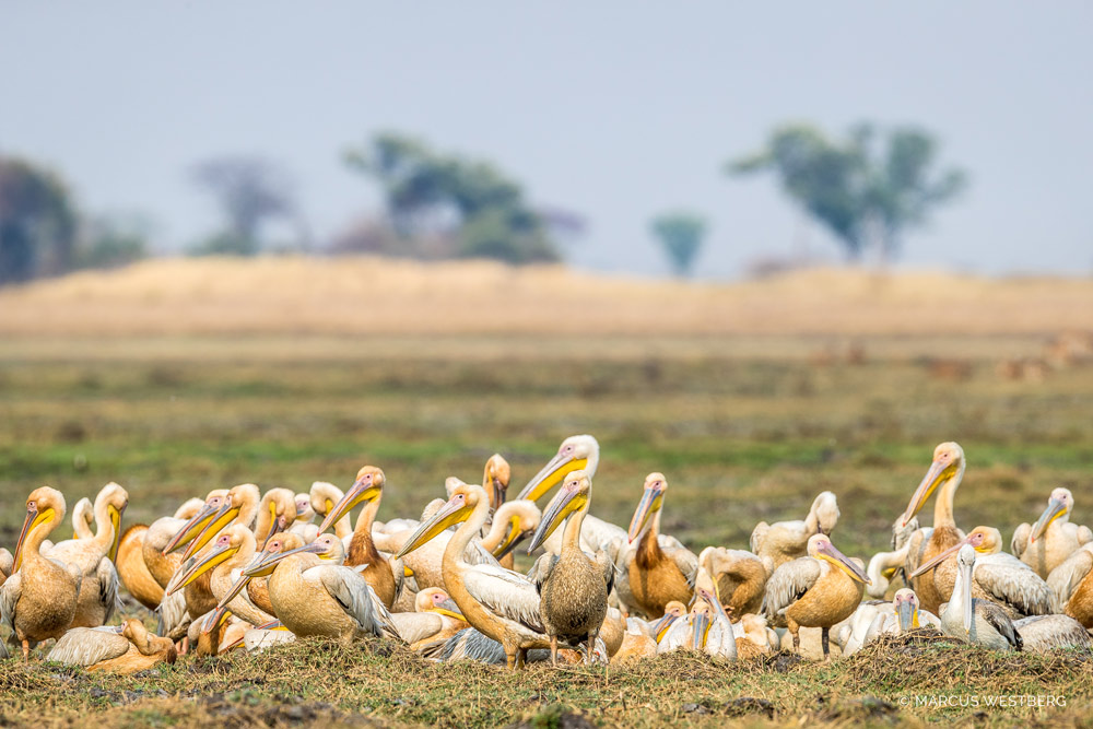 Kasonso Busanga Camp en Busanga Plains