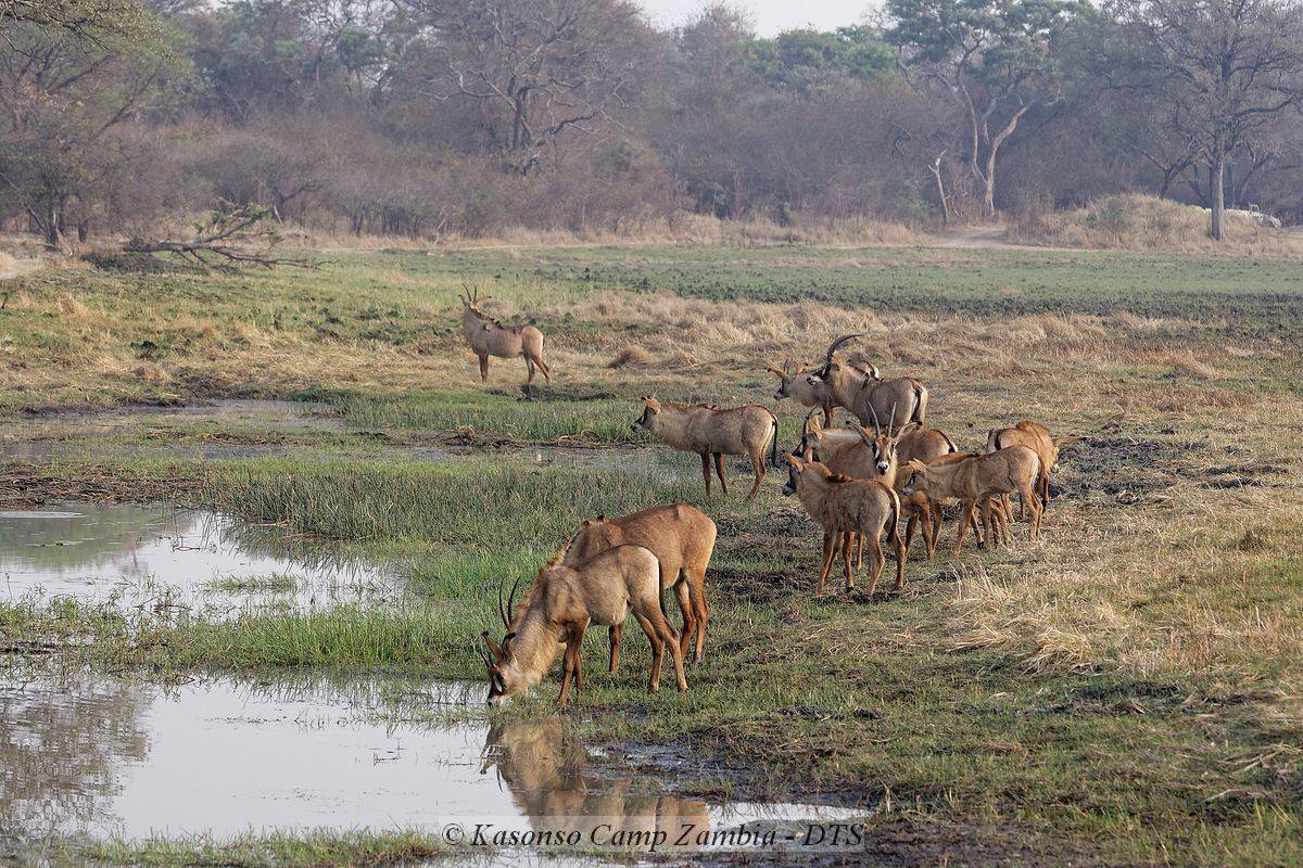 Kasonso Busanga Camp en Busanga Plains