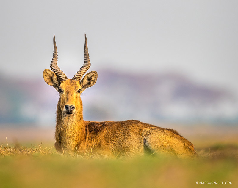 Kasonso Busanga Camp en Busanga Plains