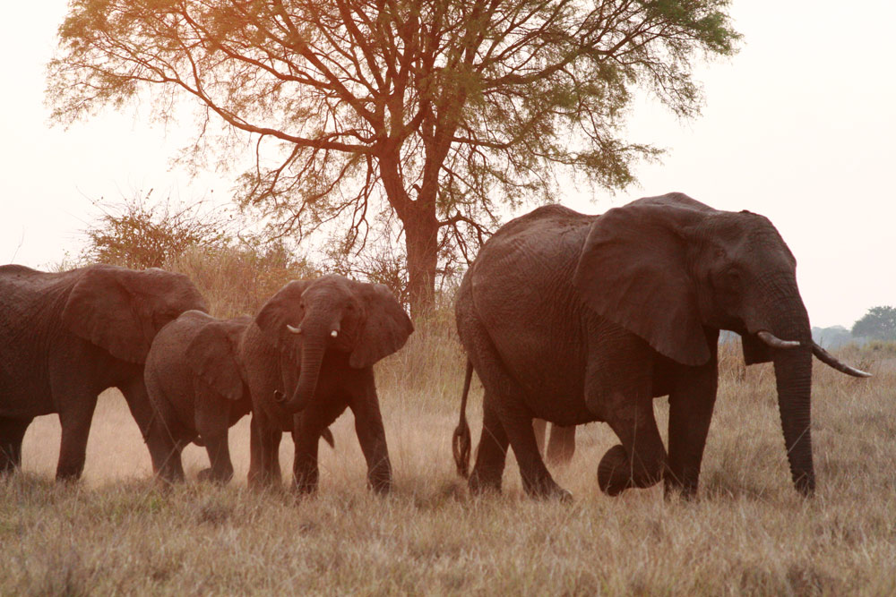 Kasonso Busanga Camp en Busanga Plains