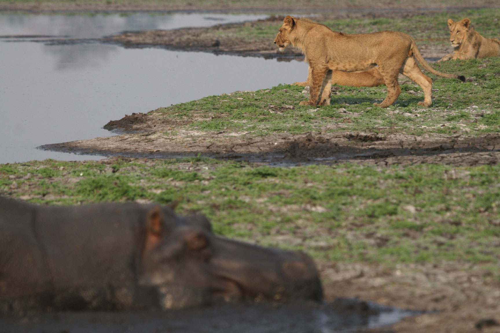 Kasonso Busanga Camp en Busanga Plains