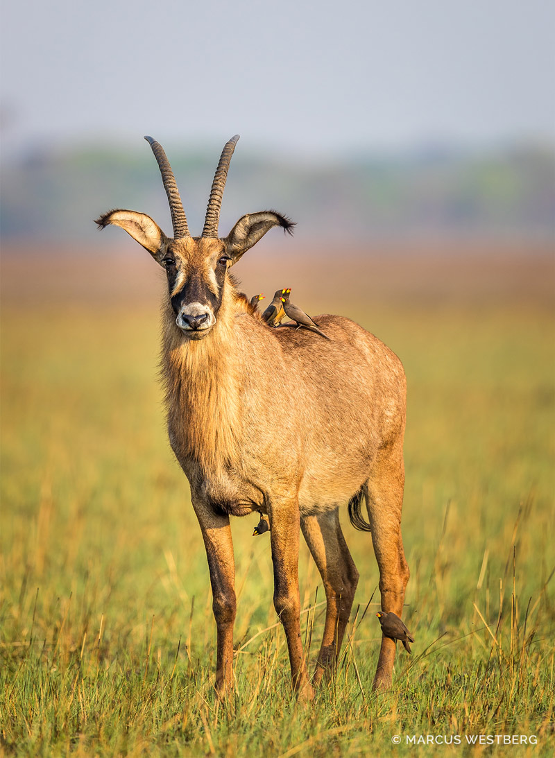 Kasonso Busanga Camp en Busanga Plains