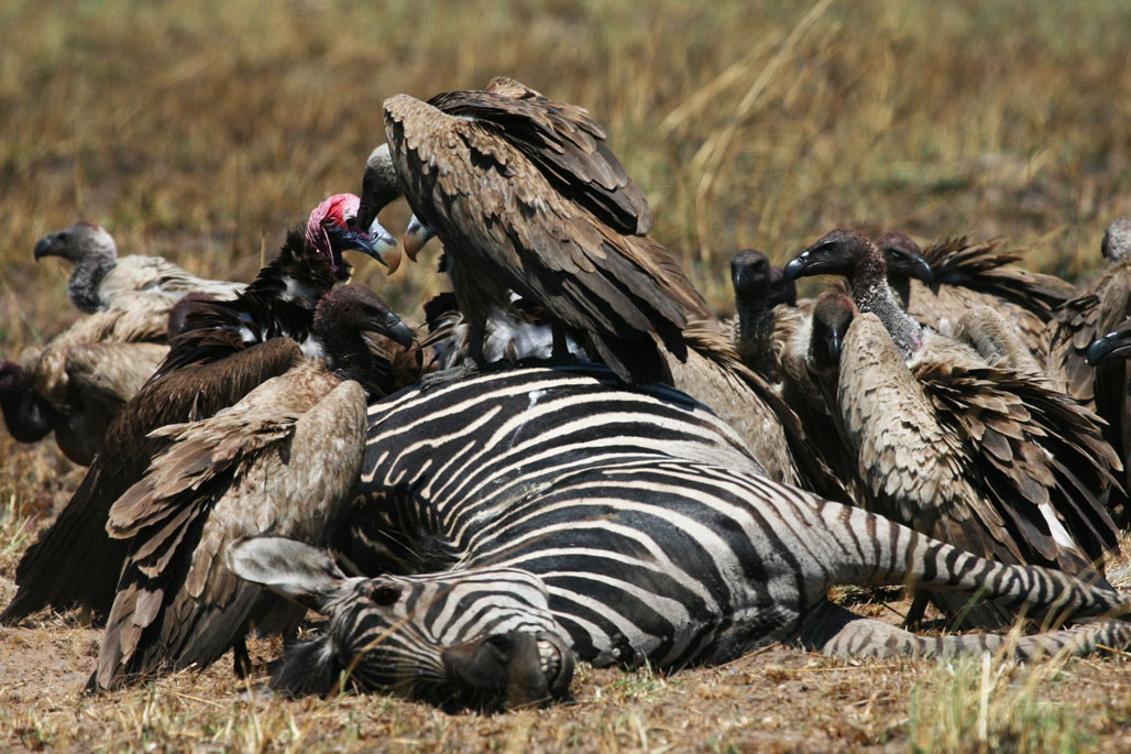 Kasonso Busanga Camp en Busanga Plains