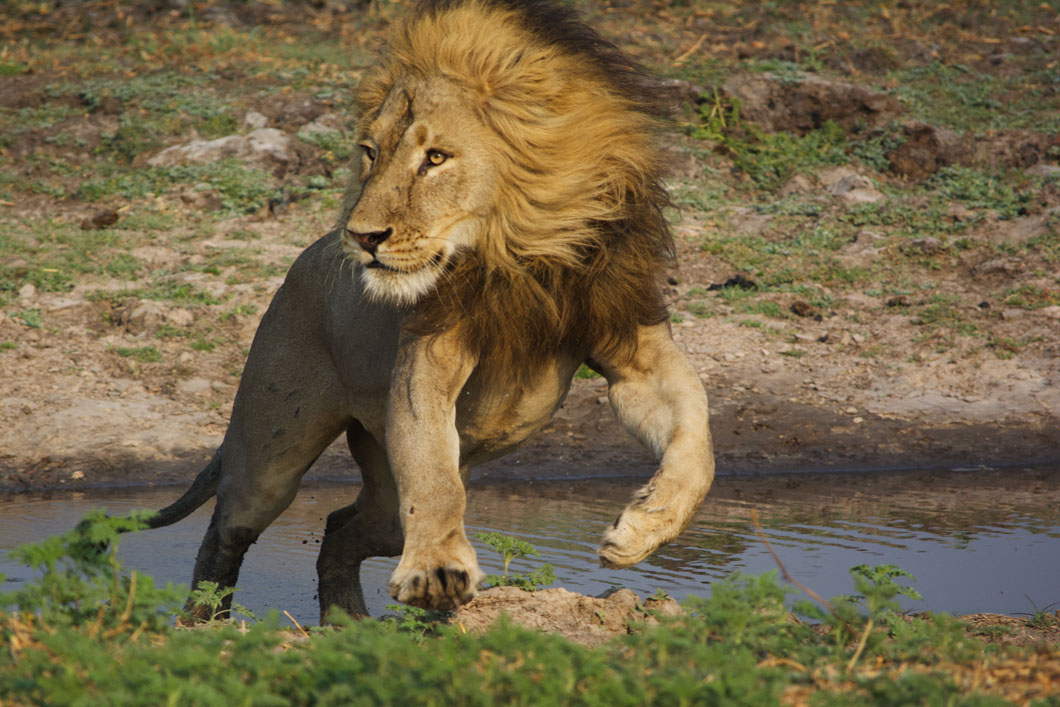 Kasonso Busanga Camp en Busanga Plains