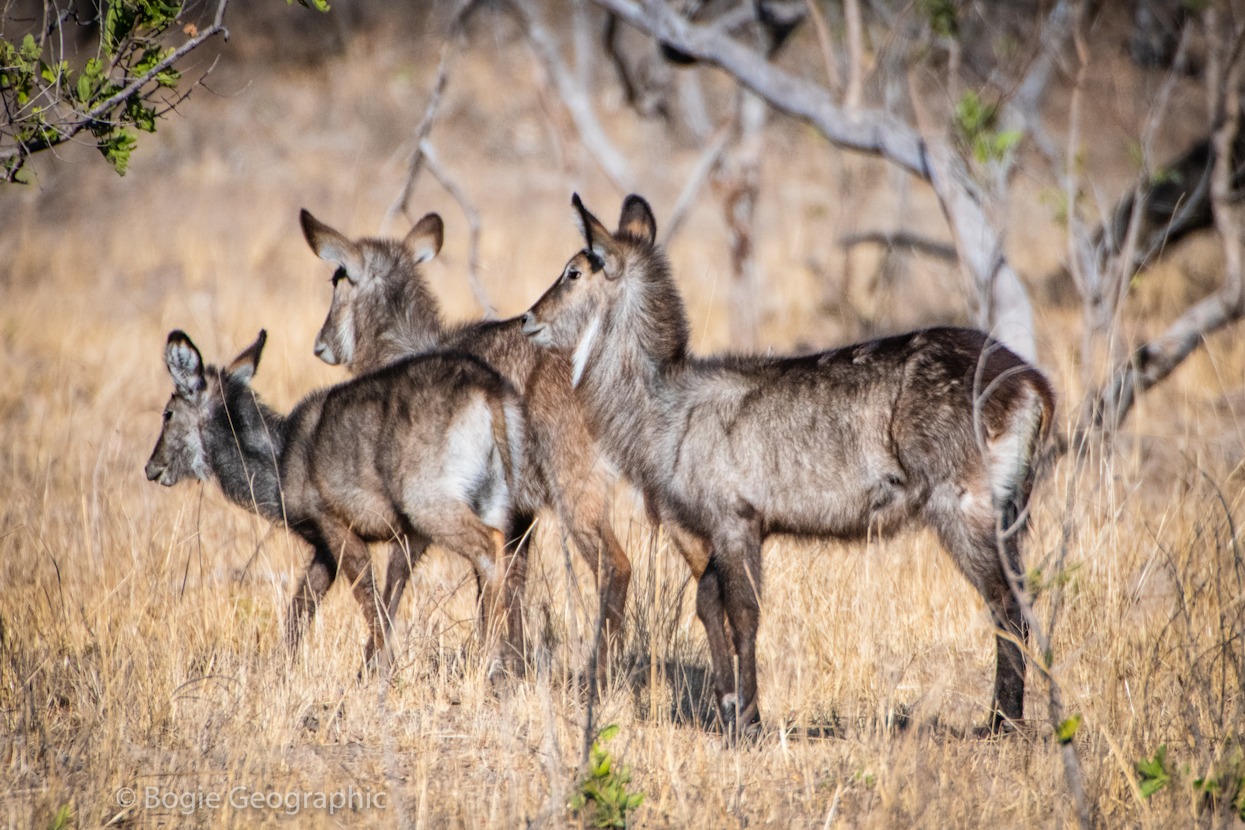 Kasonso Busanga Camp en Busanga Plains