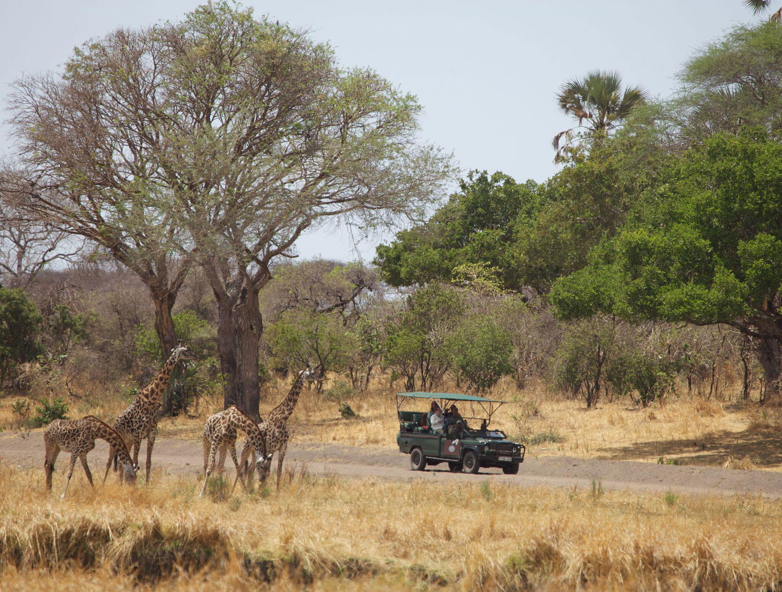 Katavi Wildlife Camp en Katavi
