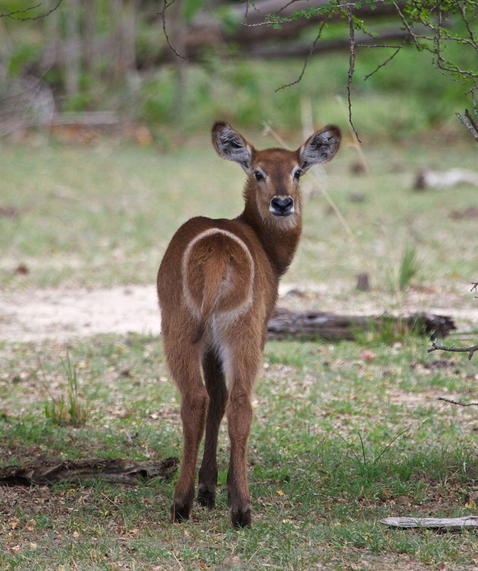 Katavi Wildlife Camp en Katavi