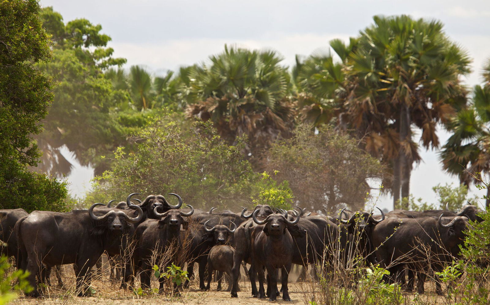 Katavi Wildlife Camp en Katavi