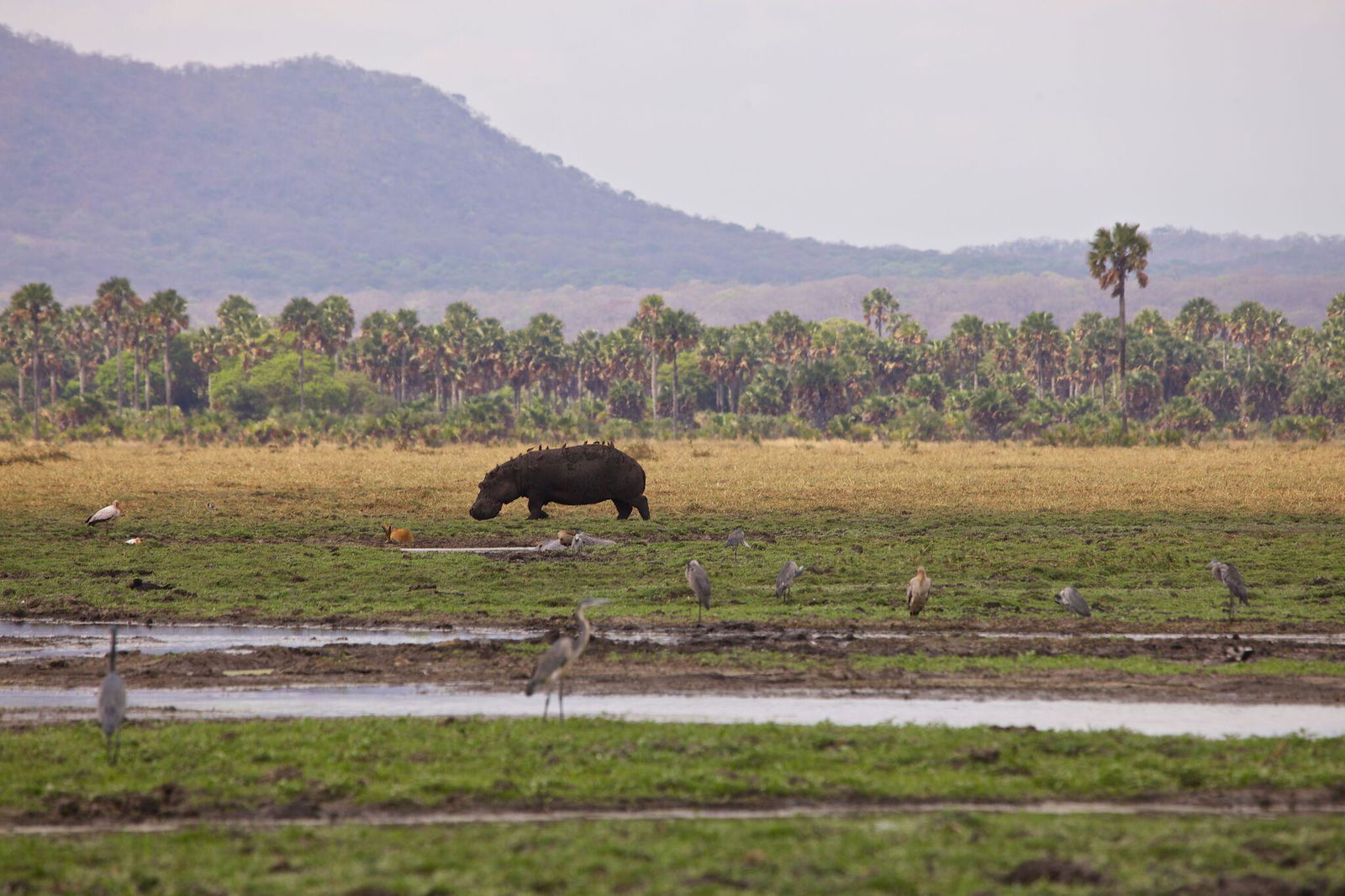 Katavi Wildlife Camp en Katavi