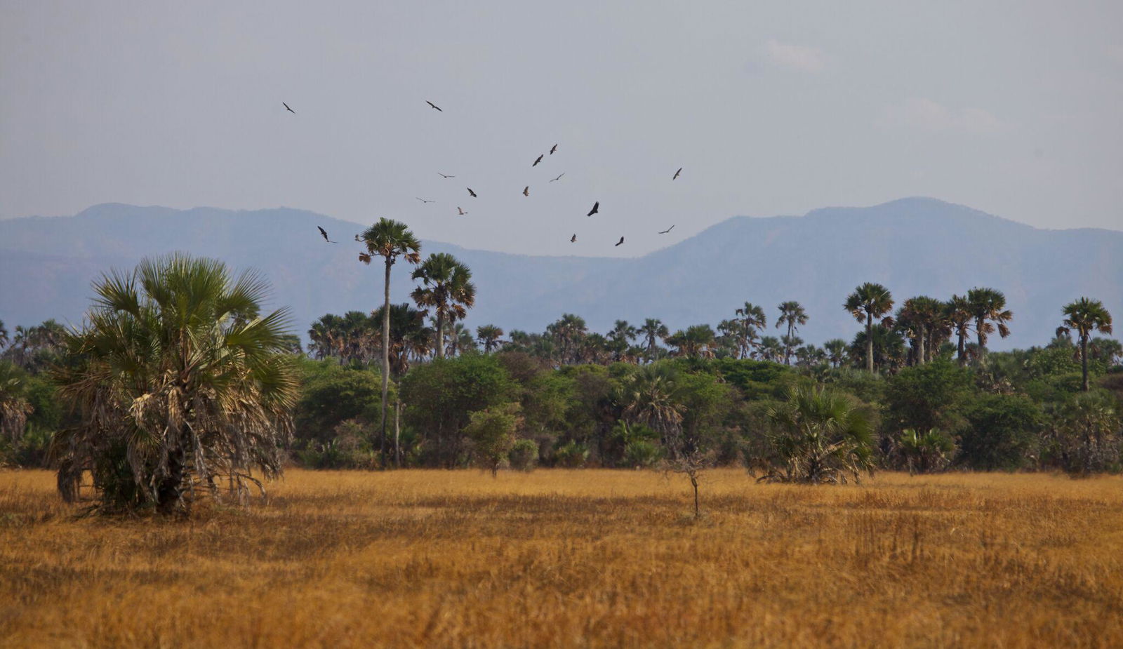 Katavi Wildlife Camp en Katavi