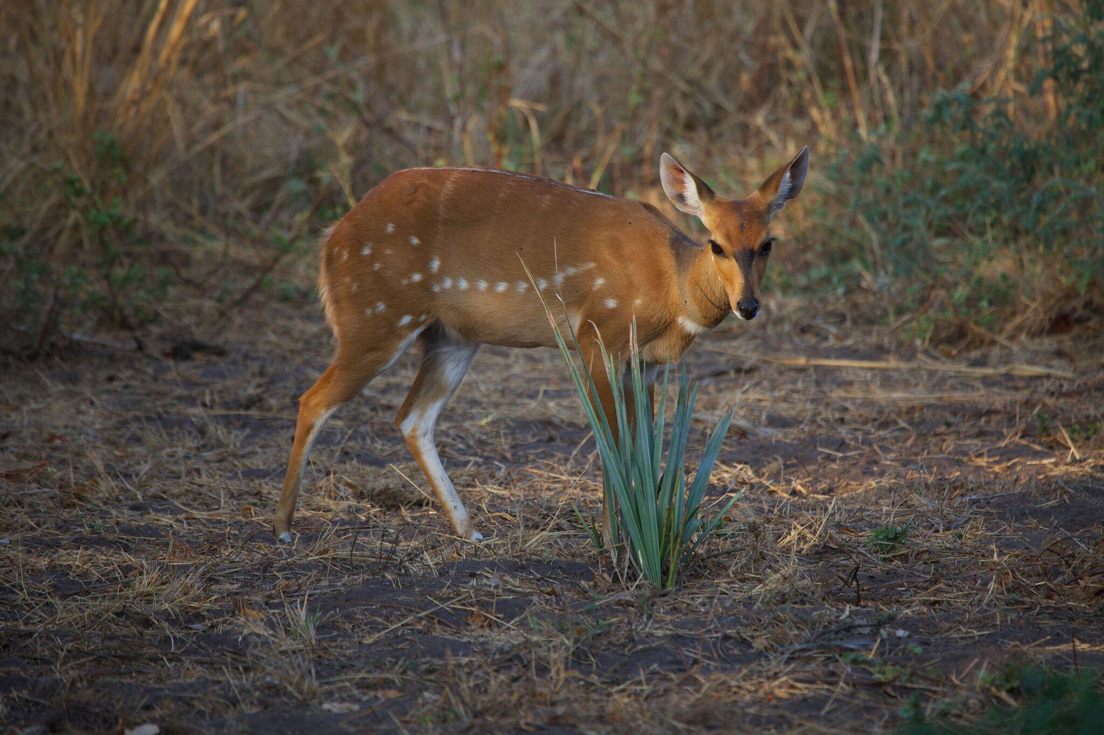 Katavi Wildlife Camp en Katavi