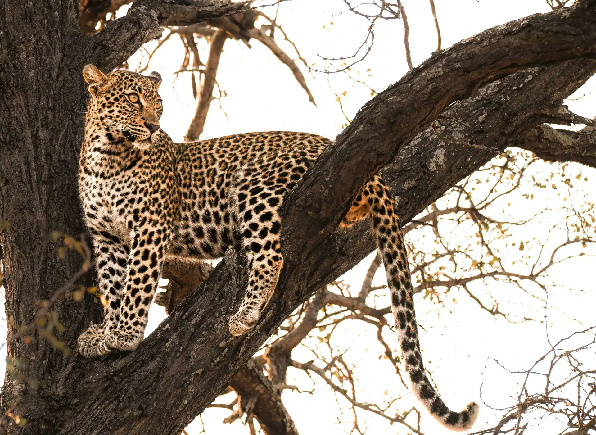 Kateka Safari & Wellness Experience en Kruger National Park